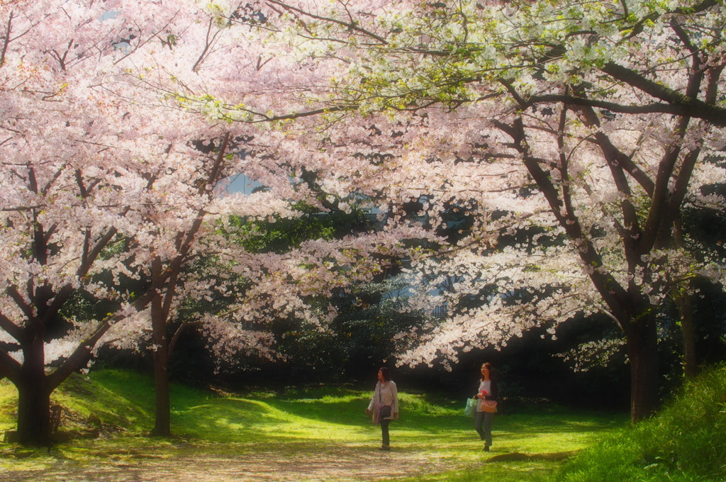 お花見