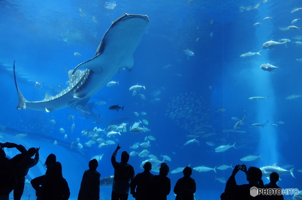 美ら海水族館