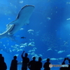 美ら海水族館