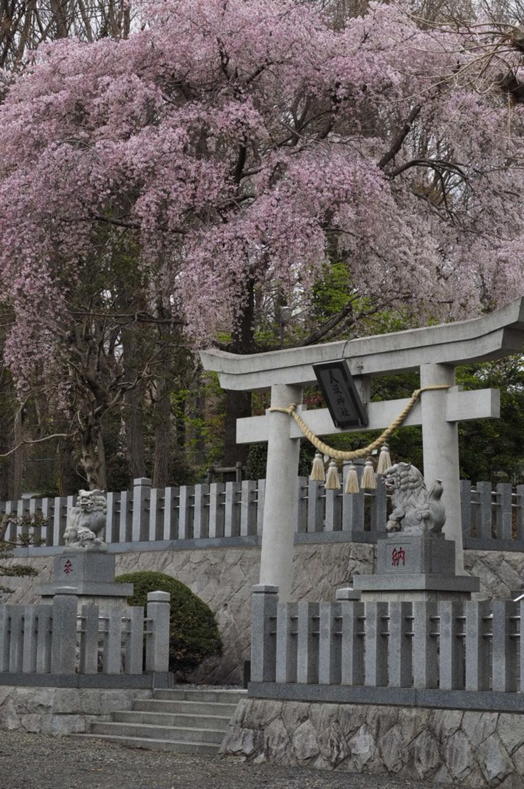 花咲く八坂神社