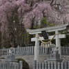 花咲く八坂神社