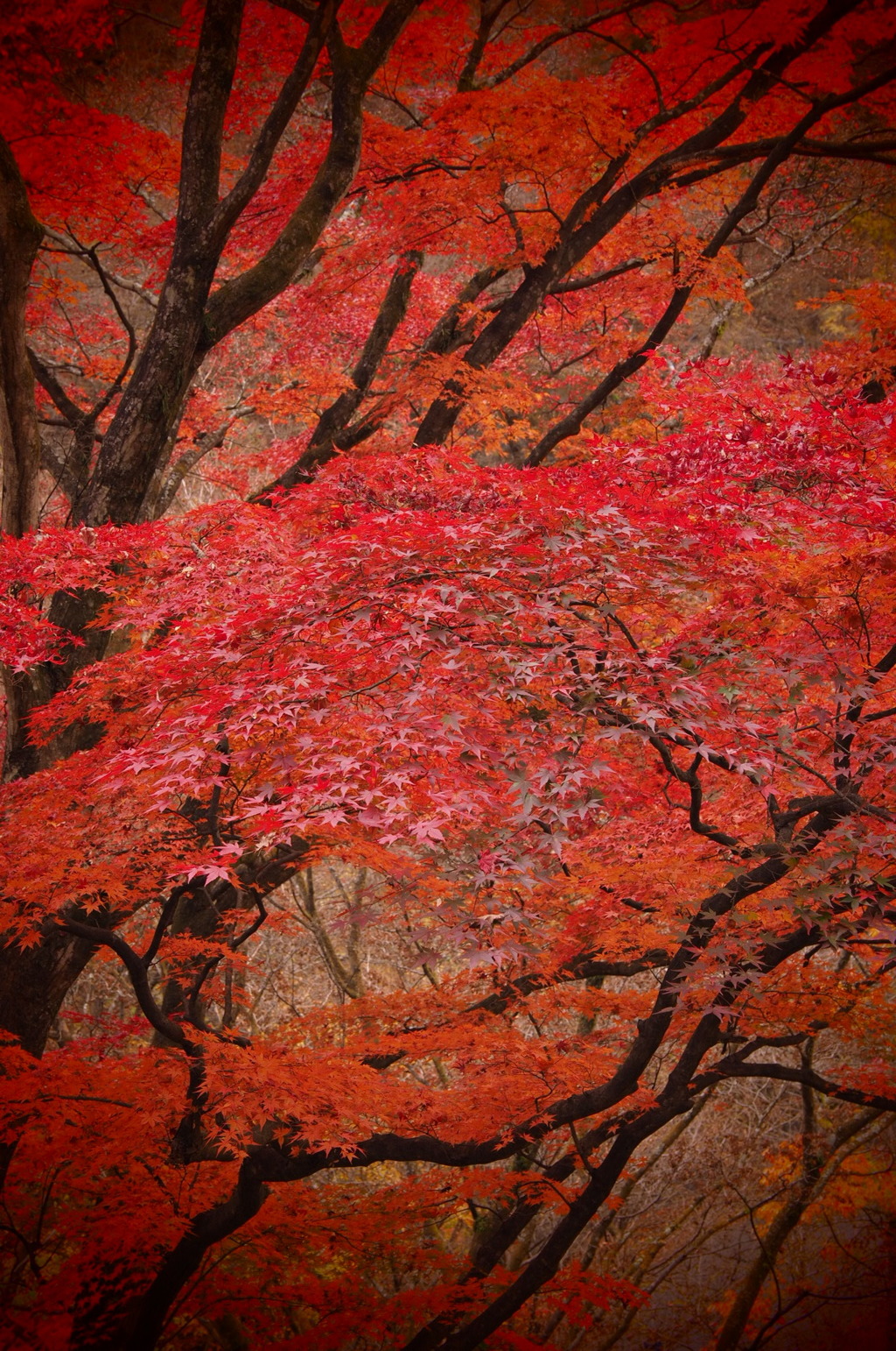 紅の旋律