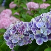 紫陽花