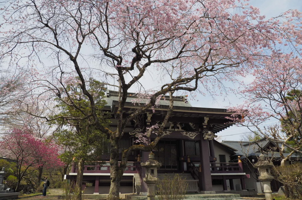 春の妙観寺