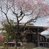 春の妙観寺