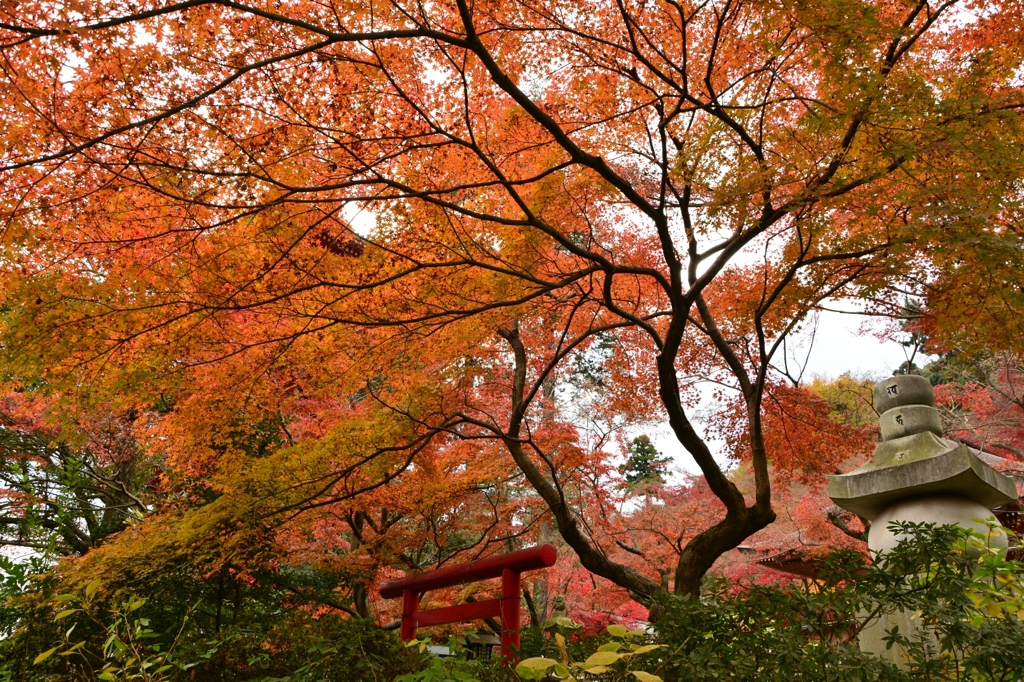 紅色の社