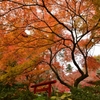 紅色の社