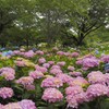 木陰を飾る