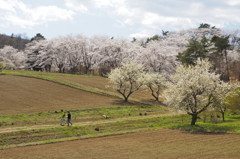 春の里山２