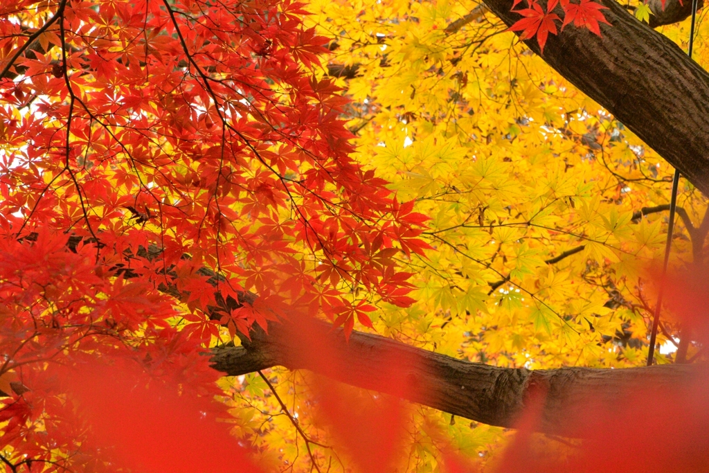 ケチャップ＆マスタード