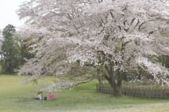 Sakura de Lunch !!