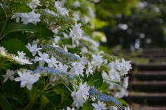 墨田の花火