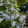 墨田の花火