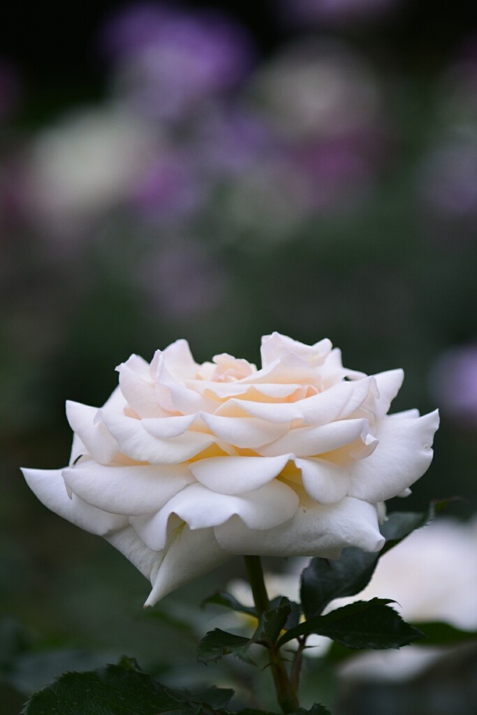 恋はwhite
