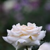 恋はwhite