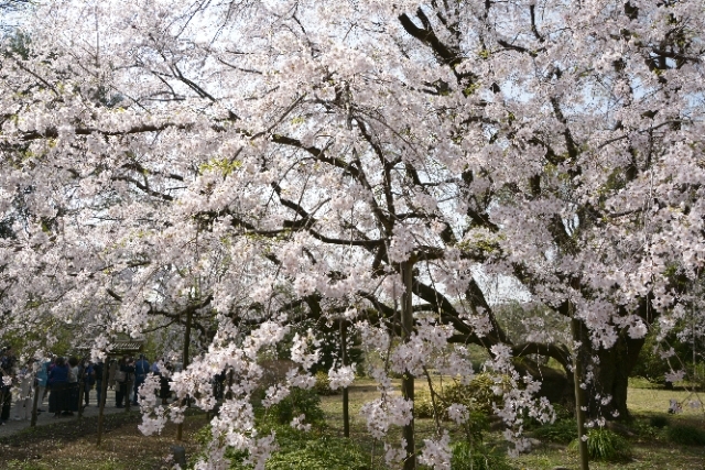 満開の枝垂れ