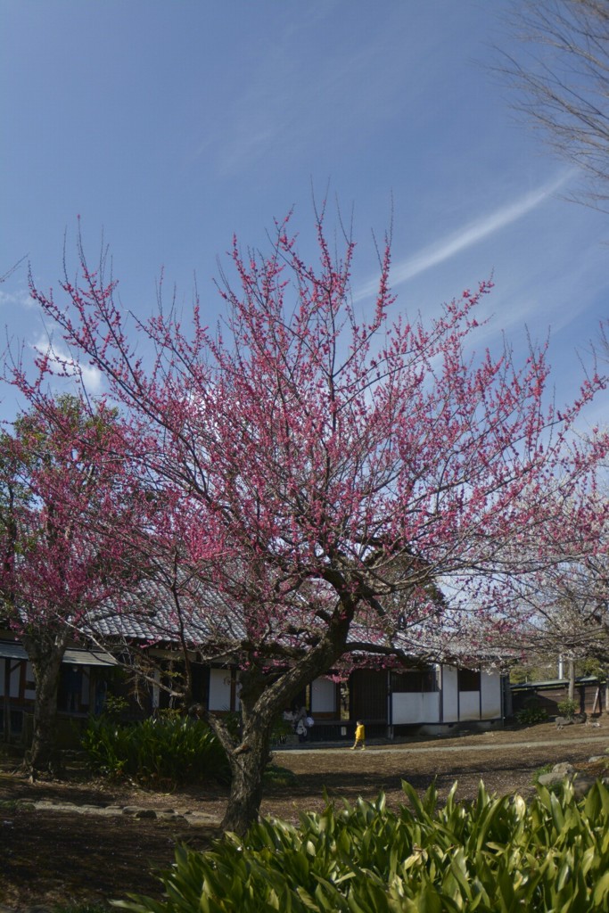 紅梅咲く古民家