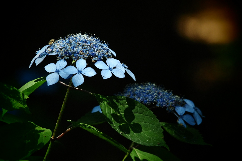 影の華