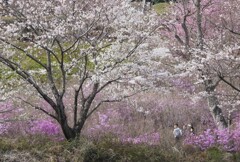 春山へ行こう！