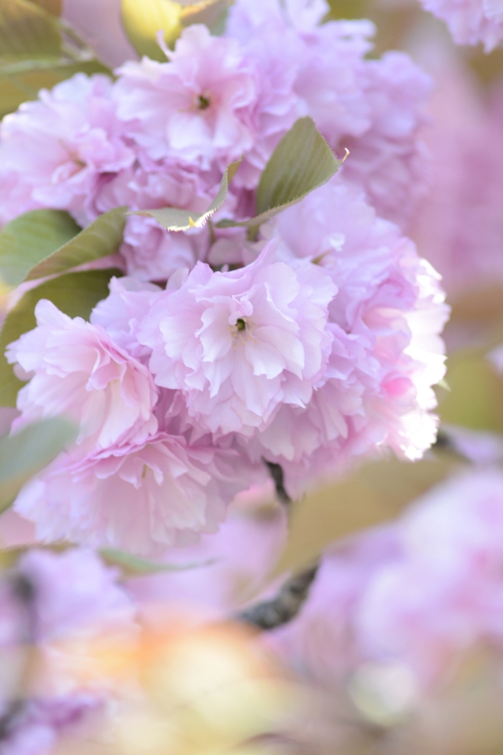 八重の桜(*˘︶˘*).｡*♡