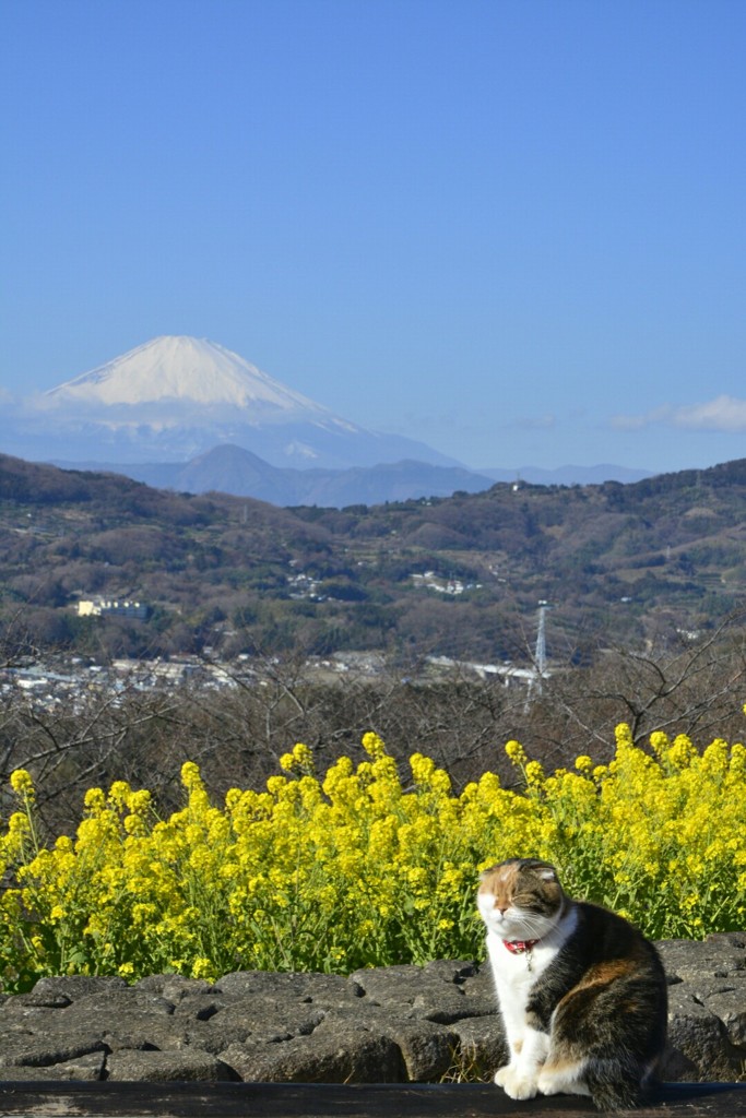ぽかぽか日和
