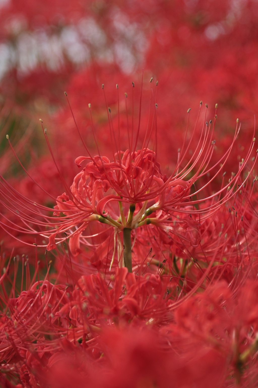 RED of RED