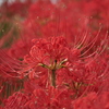 RED of RED