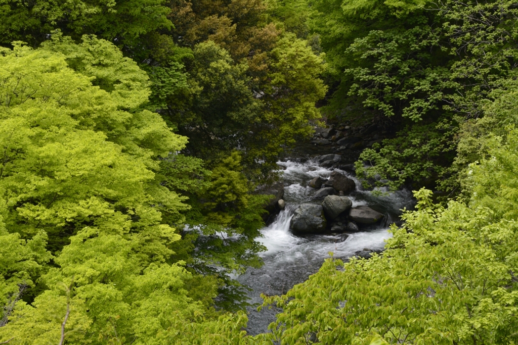新緑の沢