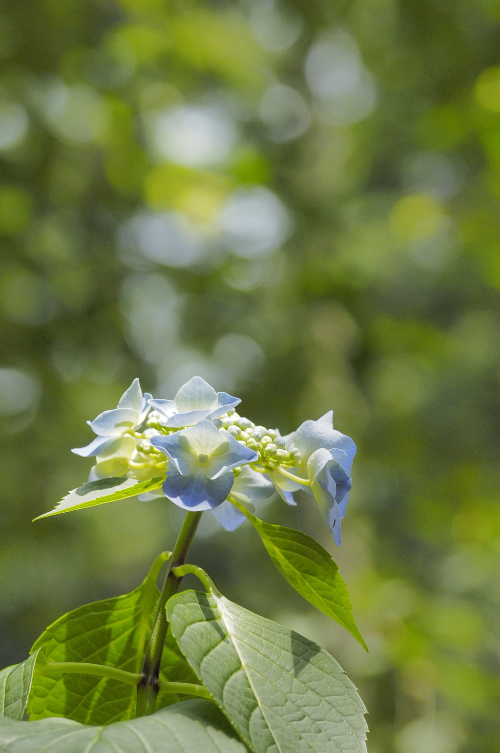 煌めきの紫陽花