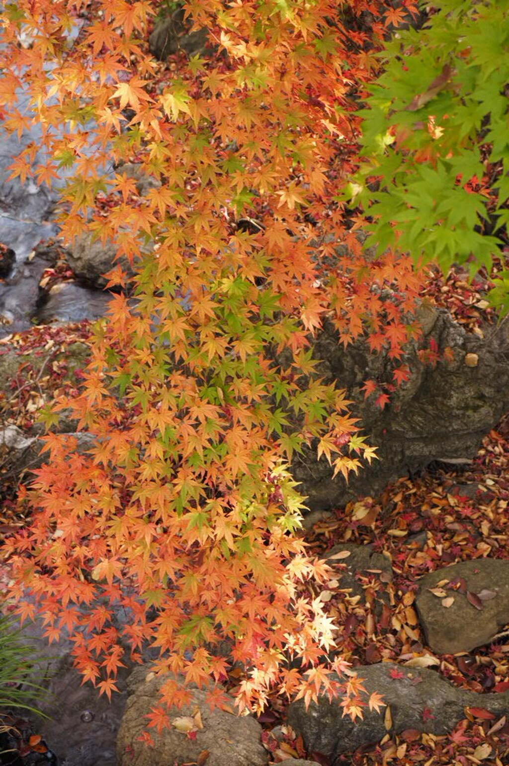 紅しだれ