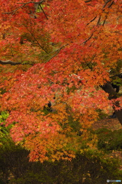 紅のれん