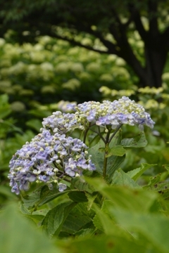 木陰の華