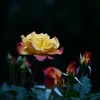 影の華