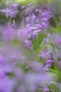 紫蘭の群れ