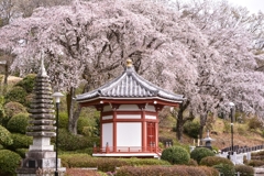 枝垂れの塔