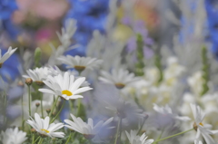 花束を君に