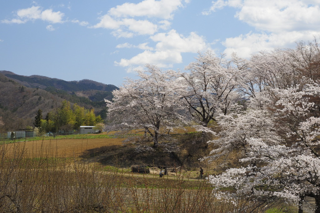 春の里山