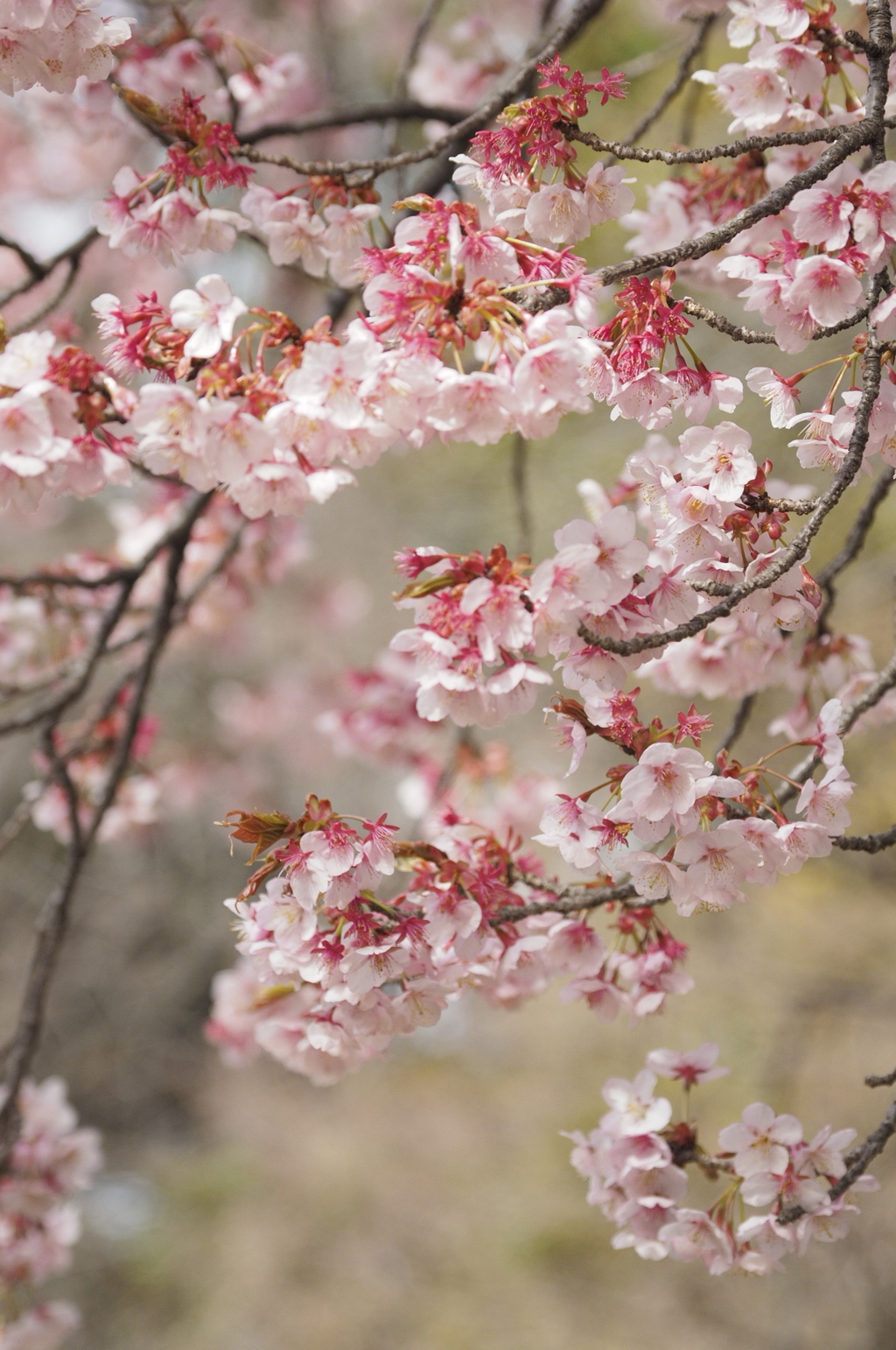 花衣