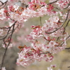 花衣