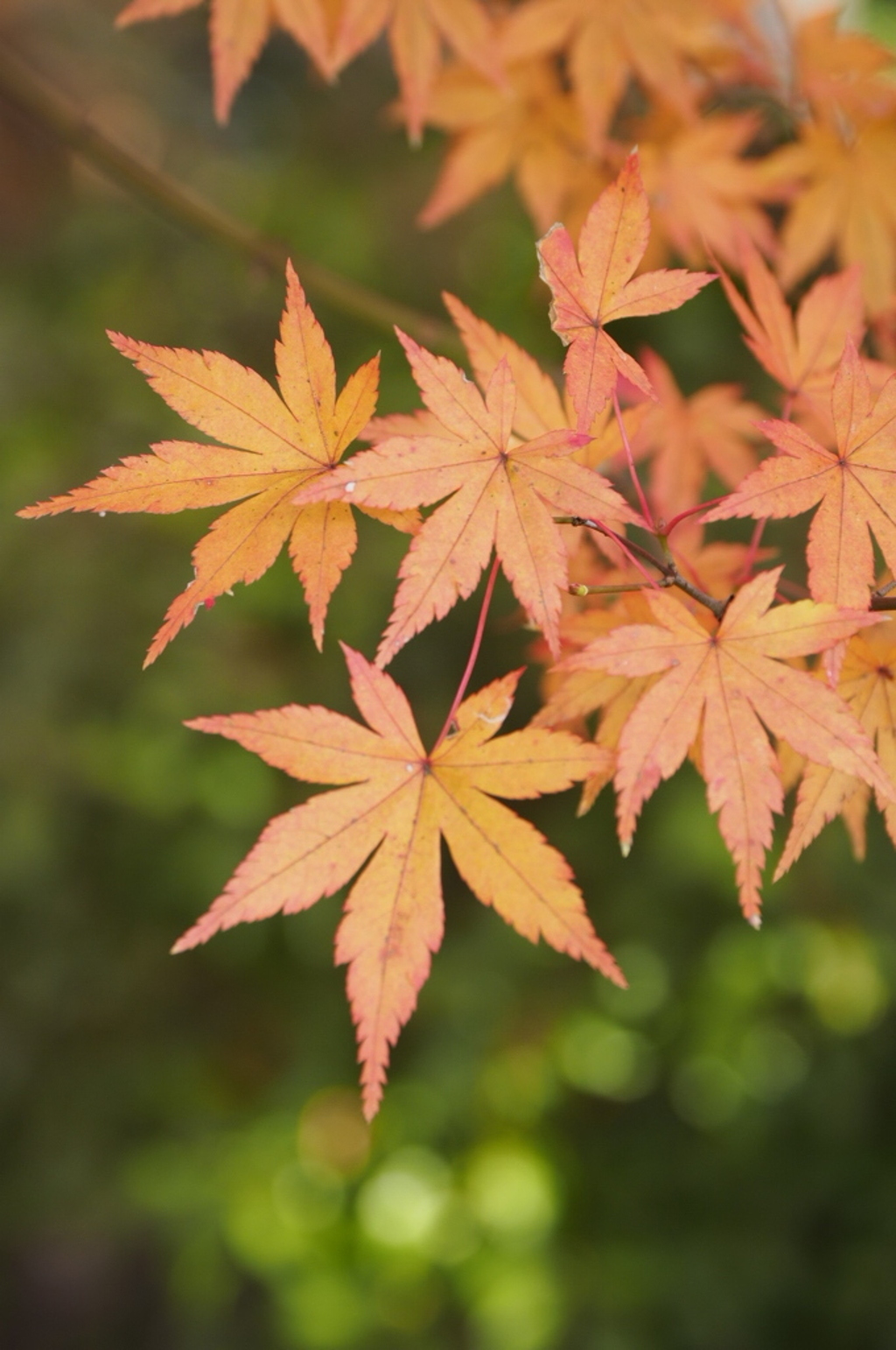 最後の紅葉