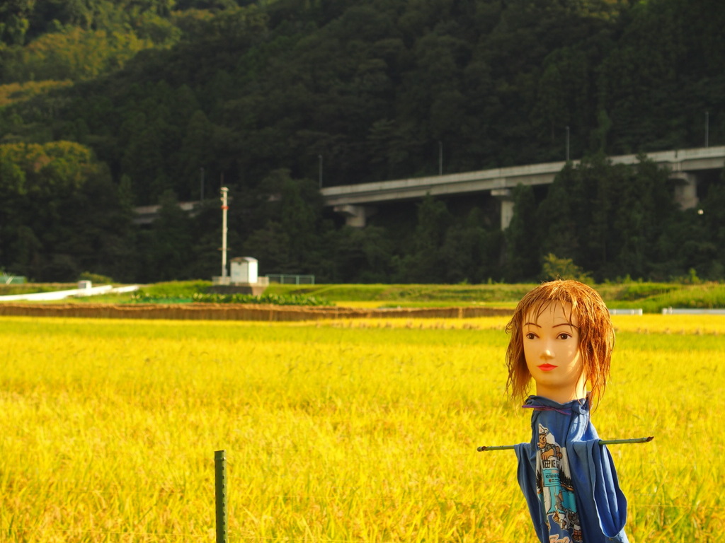 美女と田んぼ