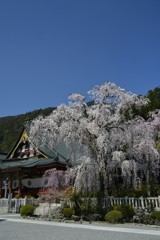 久遠寺枝垂化粧