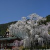 久遠寺枝垂化粧