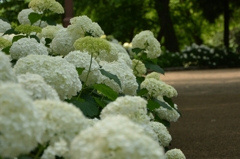 紫陽花の道