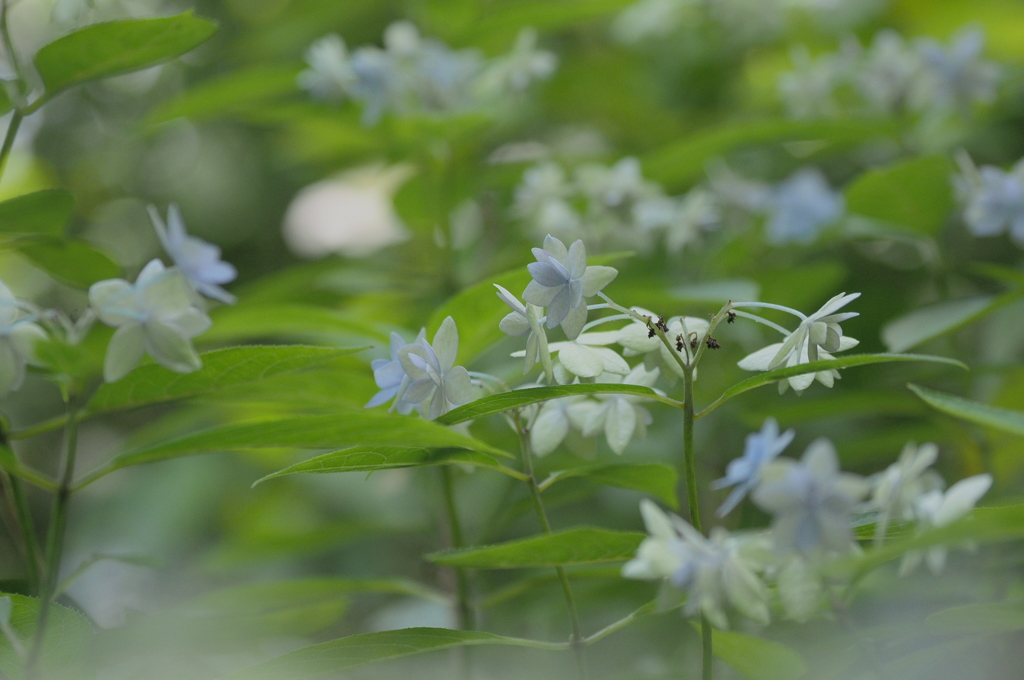 木陰のワルツ