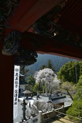 見下ろせば枝垂桜