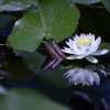 水面揺る