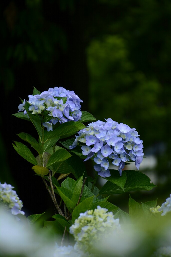 静かなる晴れ姿