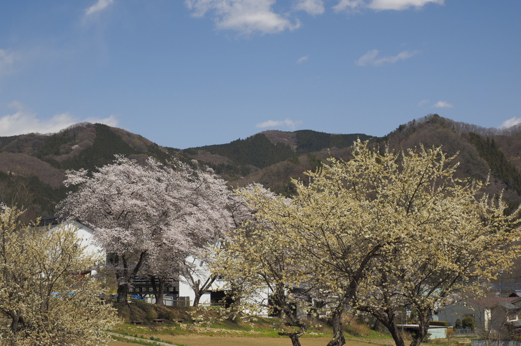 春の里山４