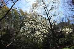 2015＿0328　江の島/箱根